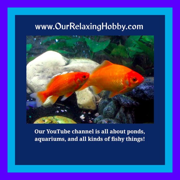 MEET THE FISHY CLOSET! - Picture 2 of 10